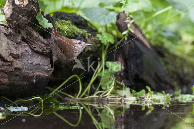 Wren (Troglodytes troglodytes)