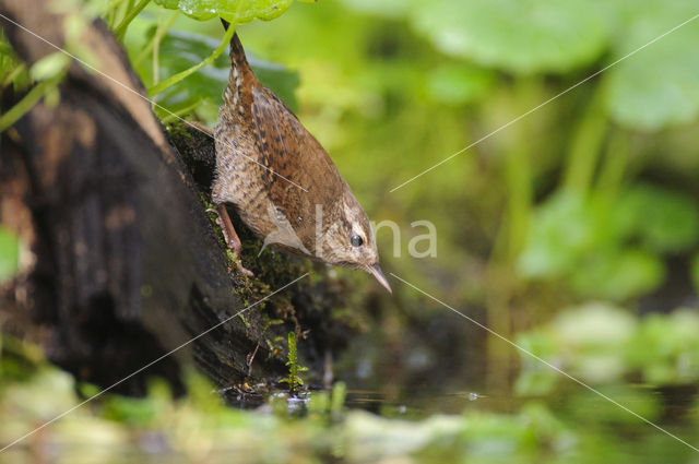 Wren (Troglodytes troglodytes)