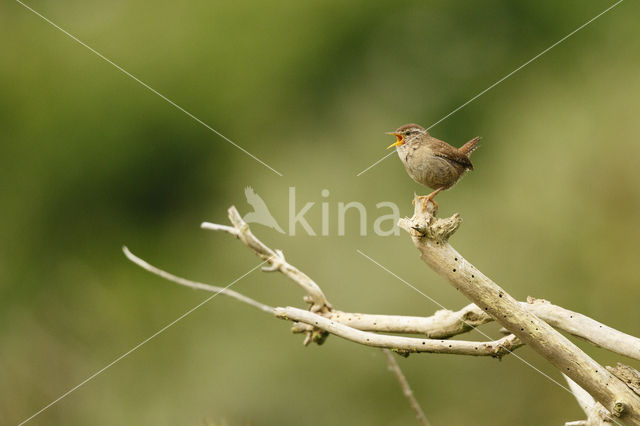 Winterkoning (Troglodytes troglodytes)