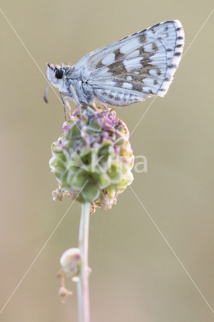 Witgezoomd spikkeldikkopje (Pyrgus carthami)