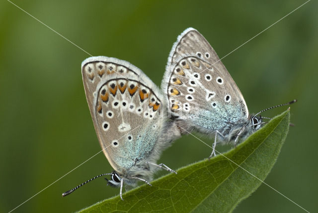 Witstreepblauwtje (Agrodiaetus damon)