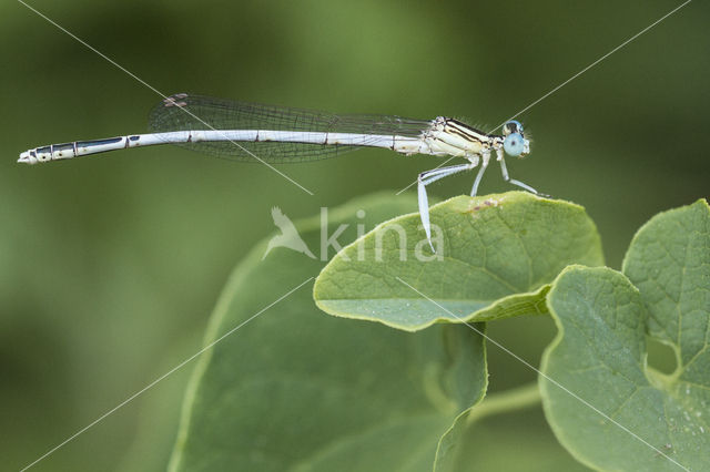 Witte breedscheenjuffer (Platycnemis latipes)