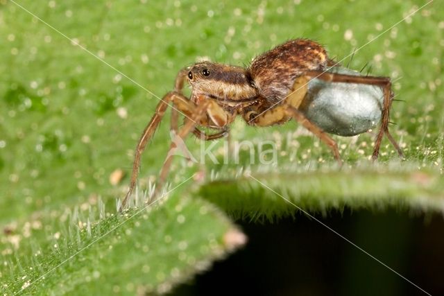 Wolfspider (Pardosa spec.)