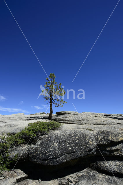 Yosemite National park