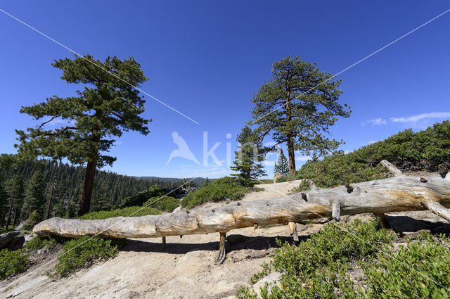 Yosemite National park