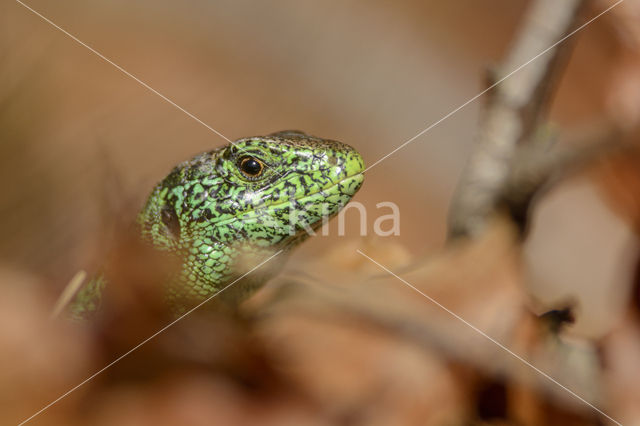 Zandhagedis (Lacerta agilis)