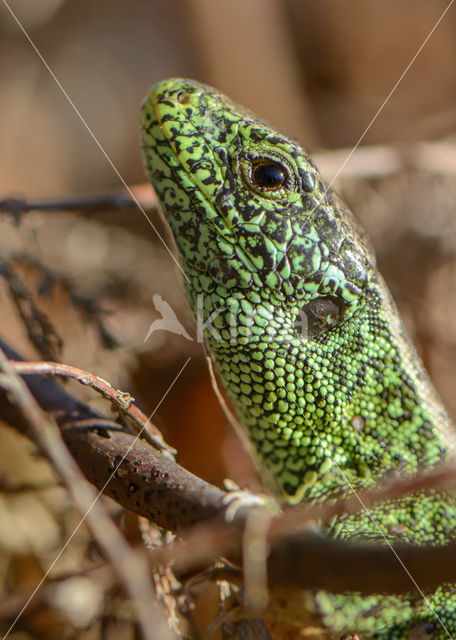 Zandhagedis (Lacerta agilis)