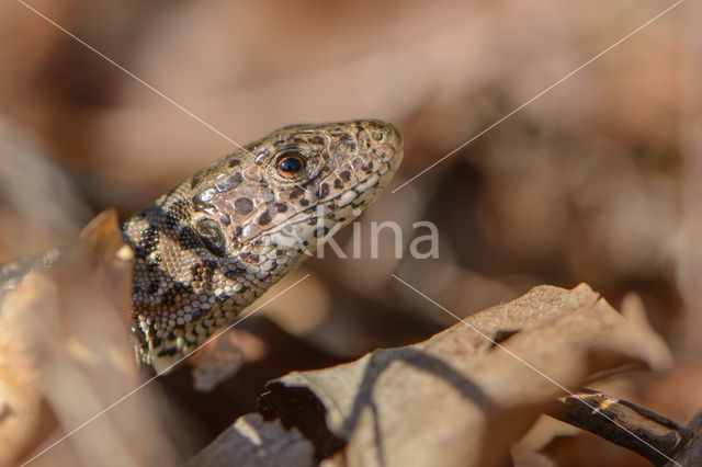 Zandhagedis (Lacerta agilis)