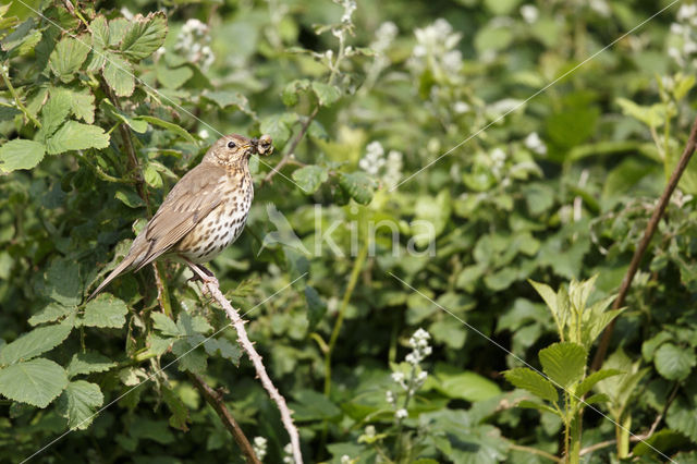 Zanglijster (Turdus philomelos)