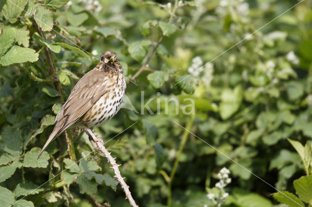 Zanglijster (Turdus philomelos)