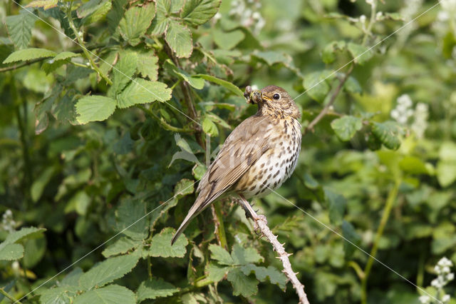 Song Thrush (Turdus philomelos)