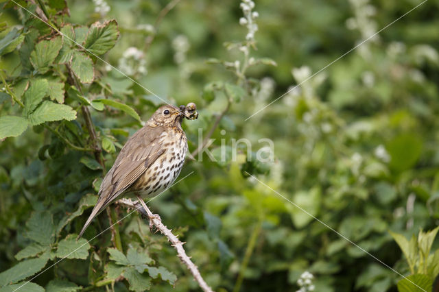 Song Thrush (Turdus philomelos)