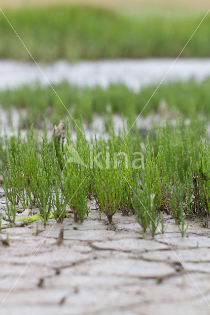 Glasswort (Salicornia spec)