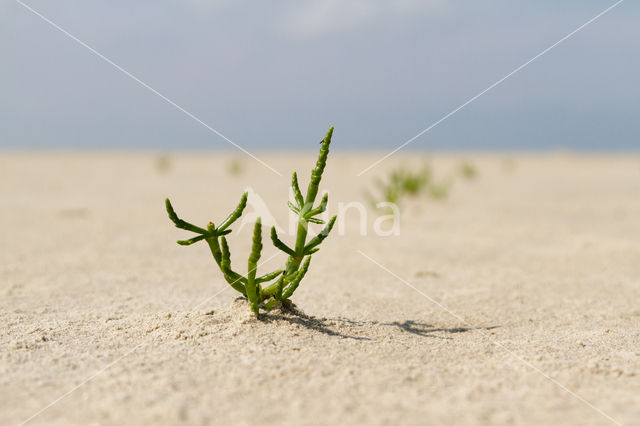 Zeekraal (Salicornia spec)