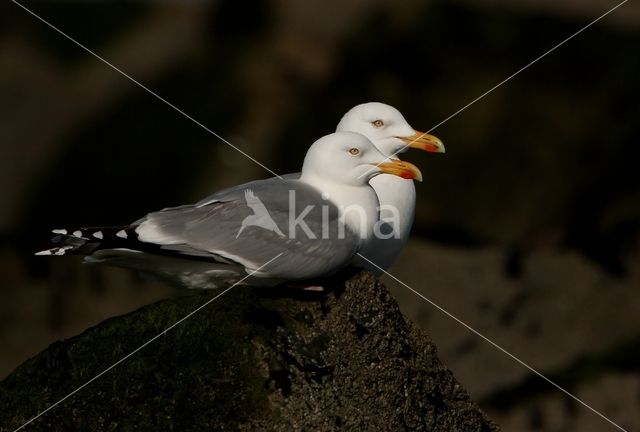 Zilvermeeuw (Larus argentatus)