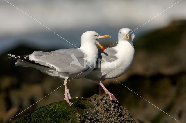 Zilvermeeuw (Larus argentatus)