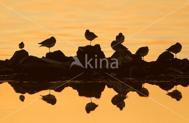 Grey Plover (Pluvialis squatarola)