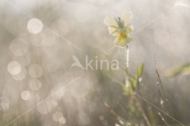 Calamine Violet (Viola lutea ssp. calaminaria)