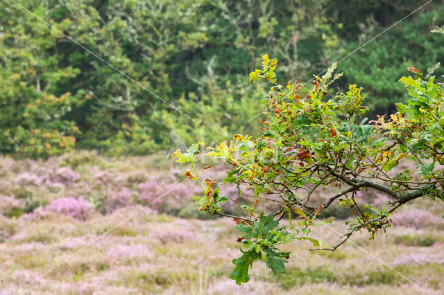 Zomereik (Quercus robur)