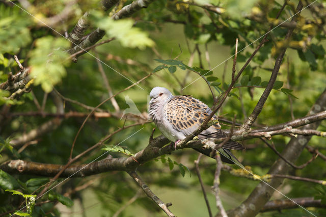 Zomertortel (Streptopelia turtur)