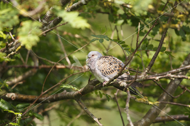 Zomertortel (Streptopelia turtur)