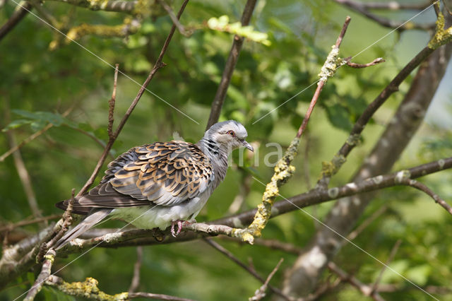 Zomertortel (Streptopelia turtur)