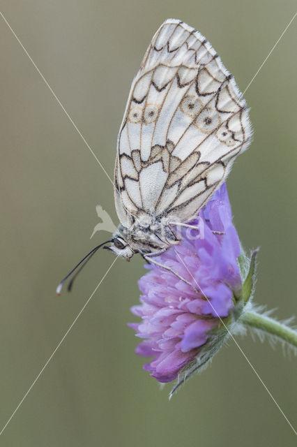 Zuidelijk dambordje (Melanargia russiae)