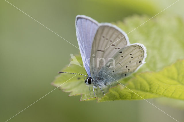 Provencal short-tailed blue (Cupido alcetas)