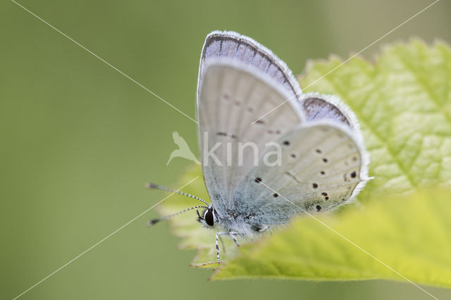 Provencal short-tailed blue (Cupido alcetas)