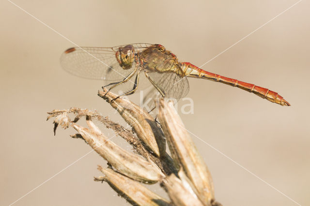 Zuidelijke heidelibel (Sympetrum meridionale)