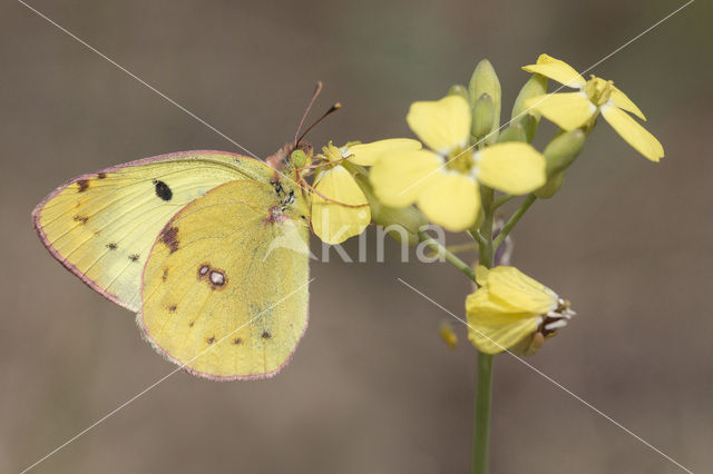 Berger's Clouded Yellow (Colias alfacariensis)
