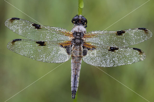 Viervlek (Libellula quadrimaculata)