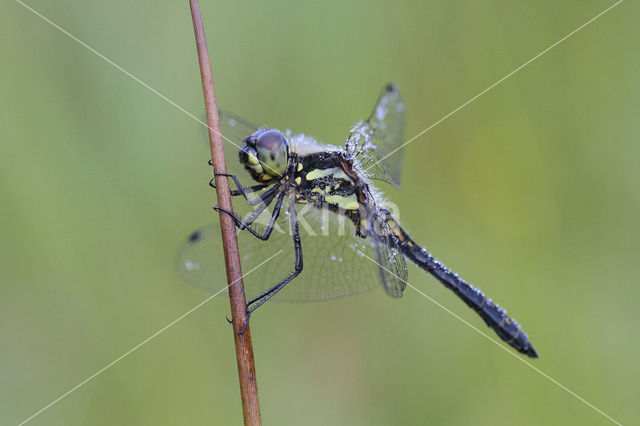 Black Darter (Sympetrum danae)