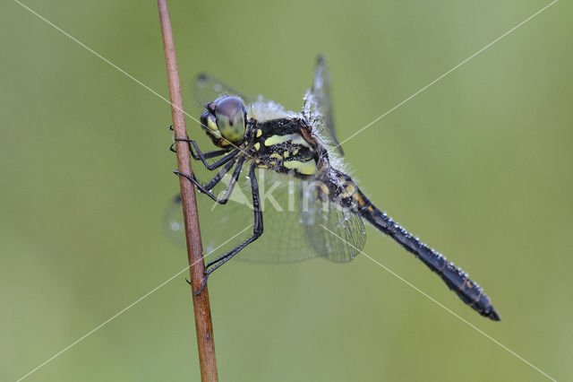 Zwarte heidelibel (Sympetrum danae)