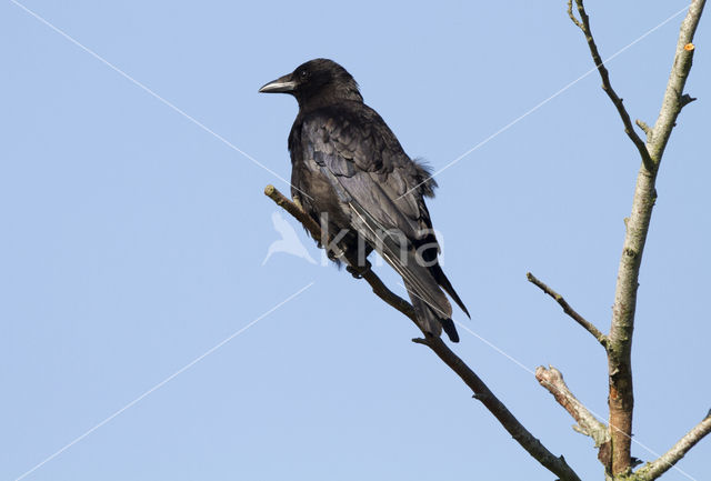 Zwarte Kraai (Corvus corone)