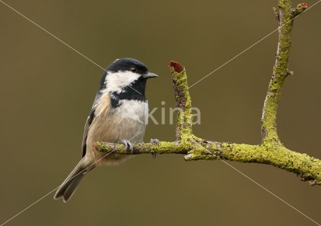 Zwarte Mees (Parus ater)