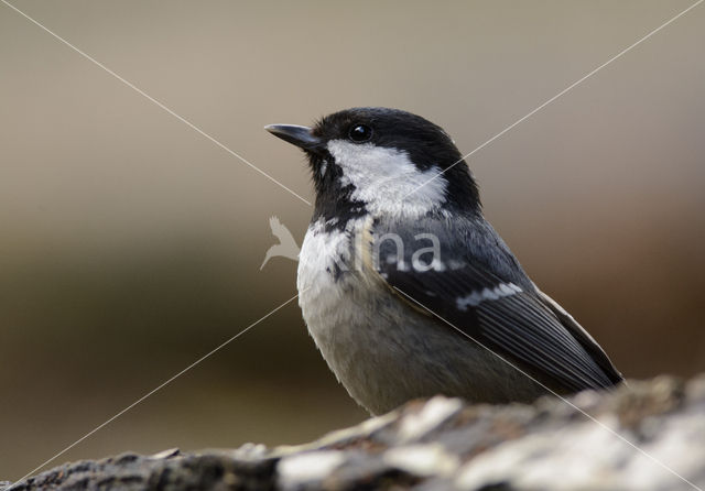 Zwarte Mees (Parus ater)