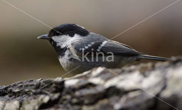 Coal Tit (Parus ater)