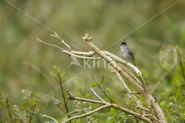 Blackcap (Sylvia atricapilla)