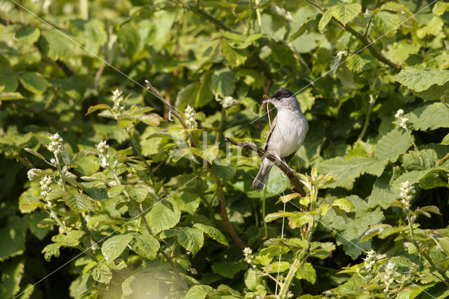 Blackcap (Sylvia atricapilla)