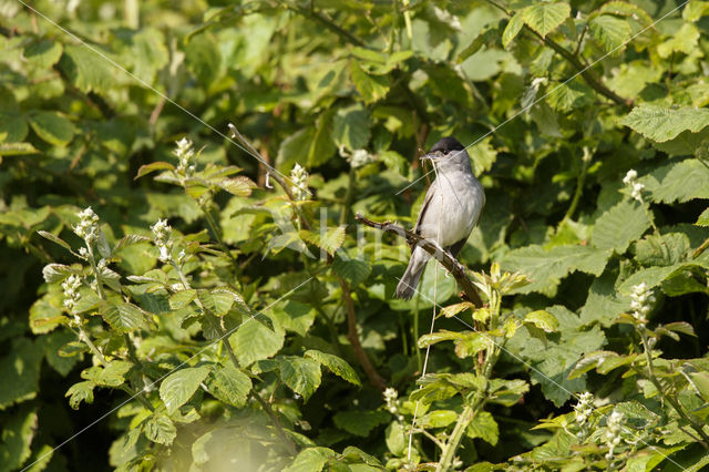 Blackcap (Sylvia atricapilla)