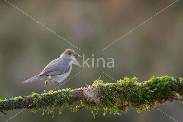 Blackcap (Sylvia atricapilla)