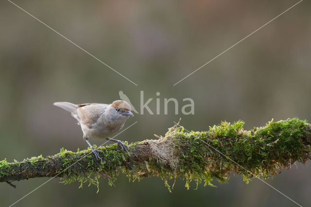 Blackcap (Sylvia atricapilla)