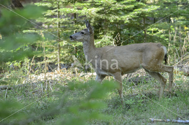 Mule deer (Odocoileus hemionus)