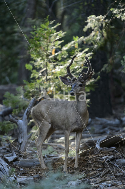Mule deer (Odocoileus hemionus)