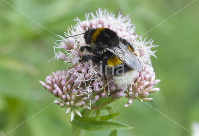 Buff-tailed bumblebee (Bombus terrestris)