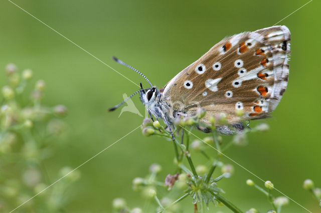 Adonisblauwtje (Polyommatus bellargus)