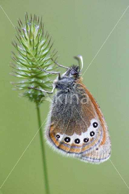 Alpenhooibeestje (Coenonympha gardetta)