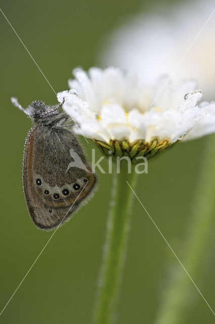 Alpenhooibeestje (Coenonympha gardetta)