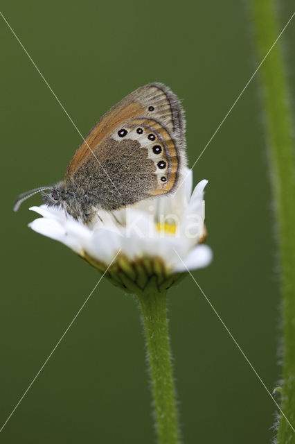 Alpenhooibeestje (Coenonympha gardetta)